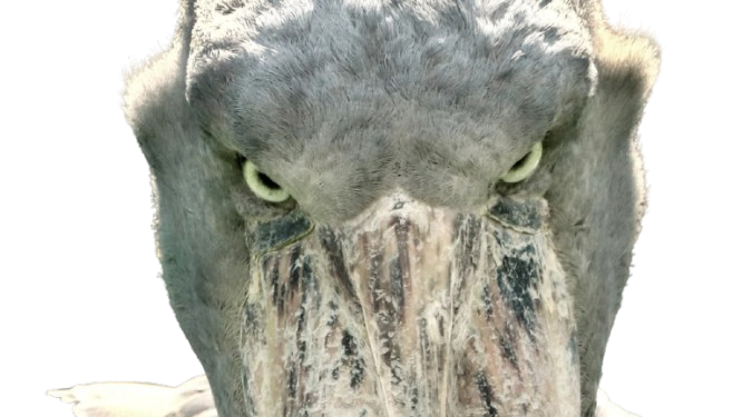 puceauetseul puceau seul golem bas naturelle issou ayaaaaa ent becensabotdunil bec en sabot du nil