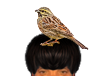 puceauetseul puceau seul golem bas naturelle issou ayaaaaa ent oiseaux oiseau bruantzizi bruant zizi cuicui