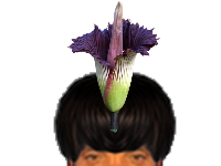 puceauetseul puceau seul golem bas naturelle issou ayaaaaa ent phalus amorphophallus plante