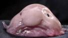 puceauetseul-puceau-seul-blobfish-blob-fish-poisson-moche-laid-hideux-repugnant-vomi-berk-degoutant-immonde