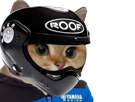 chat-cat-casque-moto-pilote
