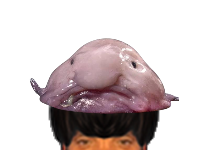 puceauetseul puceau seul blobfish blob fish moche ideux issou aya ent golem bas naturelle poisson