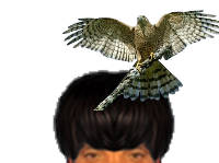 puceauetseul puceau seul bas golem naturelle oiseaux oiseau pioupiou epervier