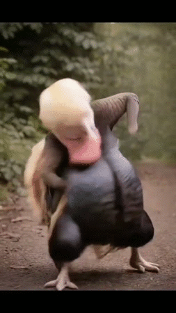 mossad kipa 109 torah wwg1wga theory complotix corrupt isr aviv jeru traitor hat boot conspi