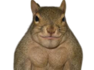 ecureuil-defalt-castor-sourire-giga-chad-gigachad-muscle