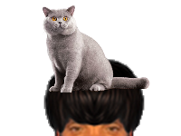 puceauetseul puceau seul bas golem naturelle chat gris yeux jaune miaou kitten