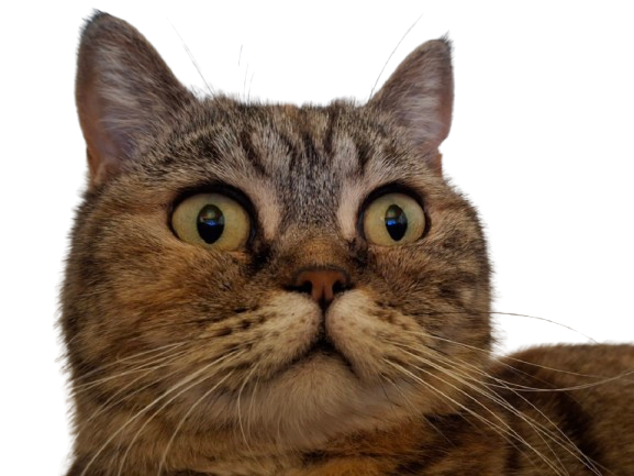 chat ouch surpris ouch2 wtf