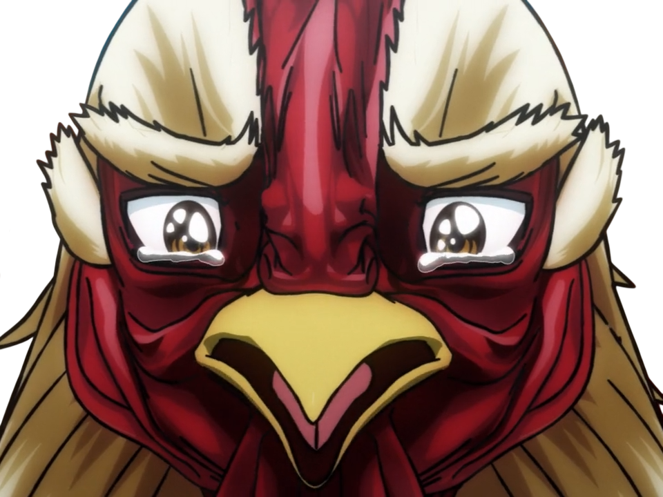 niwatori fighter rooster coq de baston keiji