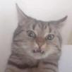 katz-deg-arf-pff-wut-hum-gne-miedo-creep-oscuro-trash-xpln-duda-quizz-way