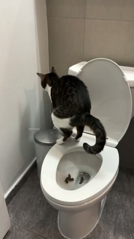 bano toilet hygiene propre clean bath pee gato katz meow miaou mao ventre poo room