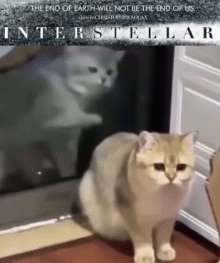 interstellar stellar nolan 2014 gato katz meow mao miaou scene book libro hans oldfag cosmos