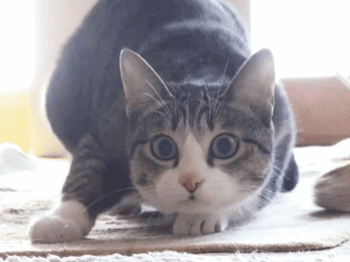 chat mec gigote gauche droite chasse concentre attaque elan cible gif bouge dandine tortille knifos