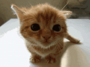 chaton chat roux miaou miaule meow bebe mignon cat kitty miaulement minou adorable gif knifos