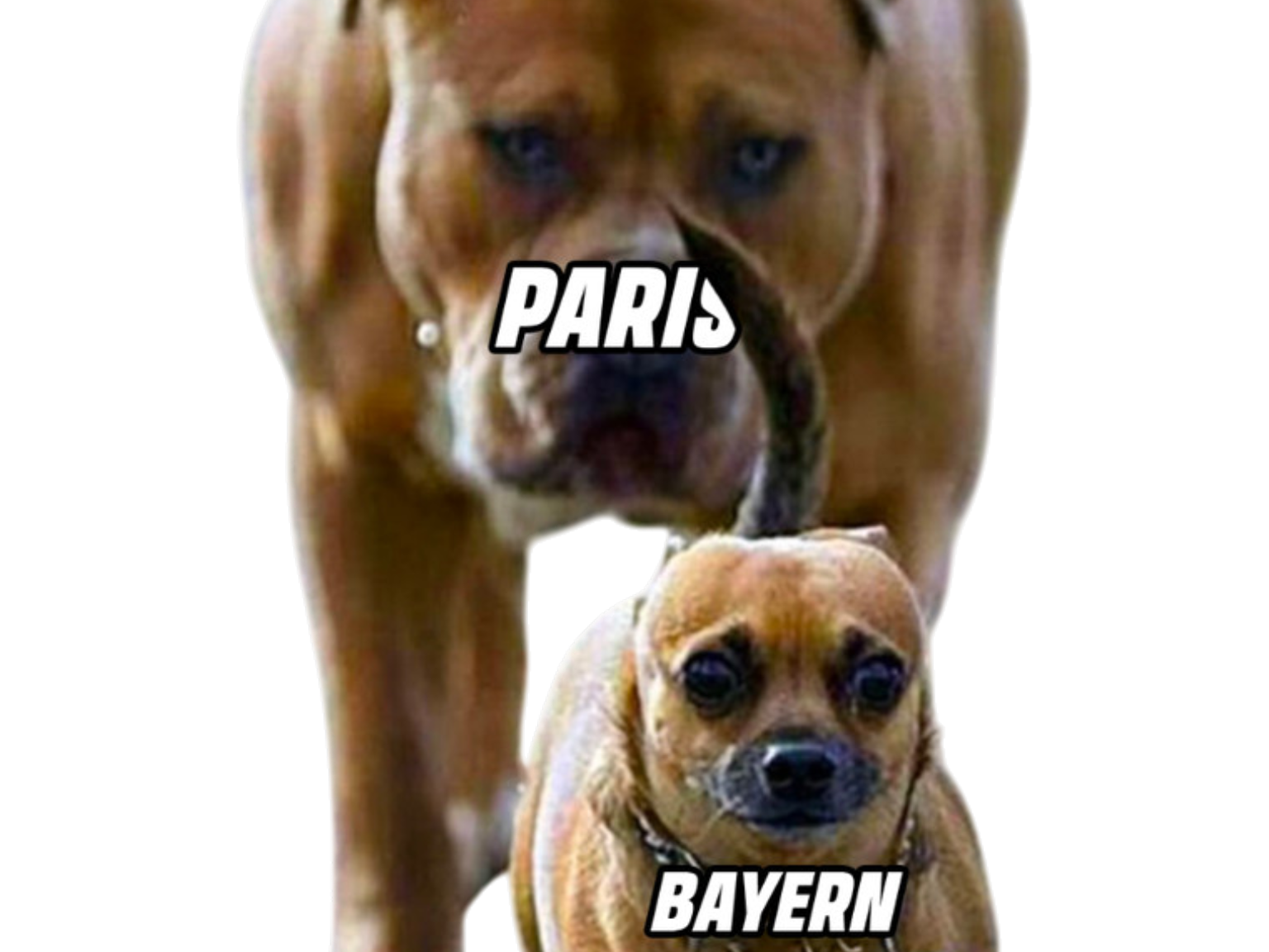 paris saint germain bayern munich ldc ligue des champions chien pitbull bouledogue on veut jouer