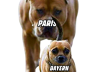 paris-saint-germain-bayern-munich-ldc-ligue-des-champions-chien-pitbull-bouledogue-on-veut-jouer