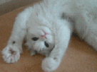 chat-mignon-pietiene-pattes-pain-content-joyeux-heureux-calin-caliner-cat-calins-caresse-gif-knifos