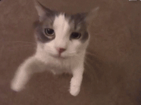 chat embrasse bisous chaton calin caliner calins embrasser bisou love amour gif prendre bras knifos