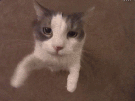 chat-embrasse-bisous-chaton-calin-caliner-calins-embrasser-bisou-love-amour-gif-prendre-bras-knifos