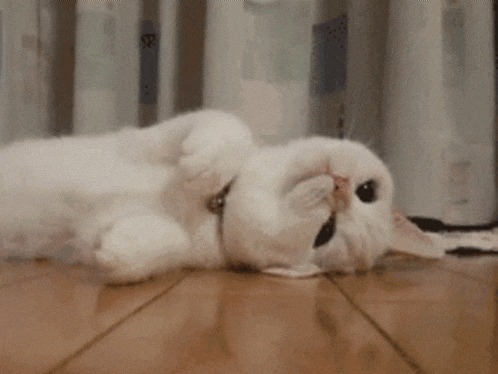 chat se retourne chaton roule roulade joue sur le dos mignon marrant drole gif knifos