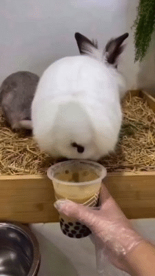 egg easter ferie conejo we huevo off delice santo paques choco azucar glyco lapine pessah