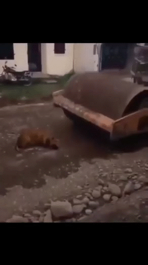 perro ecrase unfall btp chantier engin pioche pelle hammer ouaf canin safety hoax modif toshop