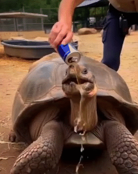 turtle energy boing canet alu sed soif frais salto run celsius redbull aile flotte h2o