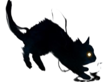 chat ombre noir sombre