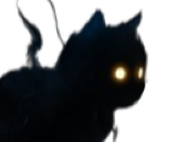chat ombre noir sombre