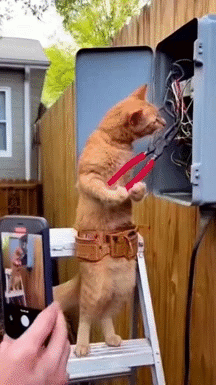 volt empere elec linky gato katz mao meow miaou courant watt wifi jus onde enedis