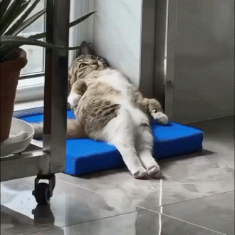 calm chillax repos pause rest nap sofa bed ronfle rever sueno cama nite noche gato