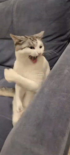 lutte wwf prise tech judo jutsu karate krav combo wasted roll knock kombat kungfu gato