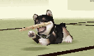 nintendogs-ds-chien-dog-gif