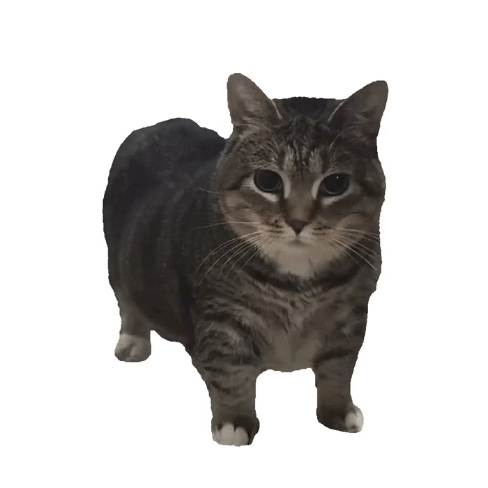 oiia gato katz meow miaou mao turn roll spin rotate angle degre twist musee rave