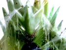 tyranocif-tyranitar-bangiras-pokemon-pkm-anime-jeu-type-roche-tenebres-2g-johto-armure