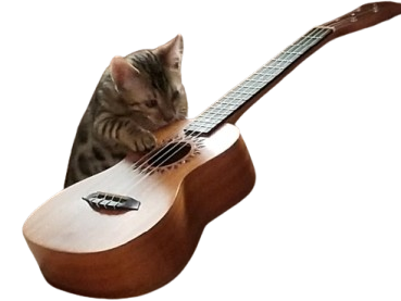 cat ukulele guitare guitar chat mignon