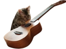 cat-ukulele-guitare-guitar-chat-mignon