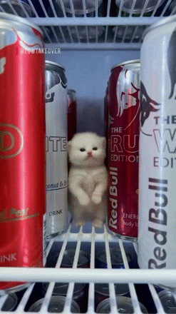 soif sed alu canet energy frais celsius redbull h2o frigo bubble tea frio gato katz