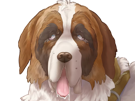 chien-saint-bernard-saint-bernard