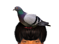 puceauetseul puceau seul bas golem naturelle oiseau oiseaux pigeon rourou pigeonbiset biset