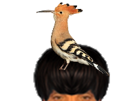 puceauetseul puceau seul bas golem naturelle huppe fascie fasciee huppes oiseau oiseaux cuicui