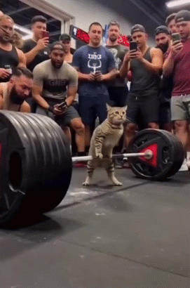 whey gainer gain bcaa prot body lafay squat lever seance salle gato katz meow miaou