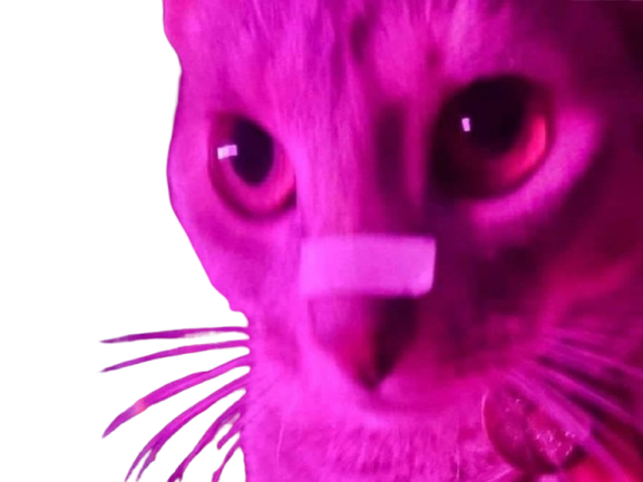 chat deter fight club nez casse pansement rose regard mechant defis bagarre