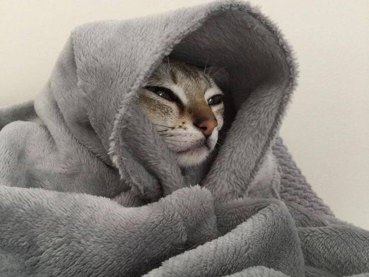 chat oklm tranquillou capuche