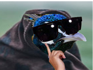 chat oiseau lunettes capuche fusion