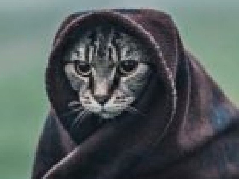chat capuche sith
