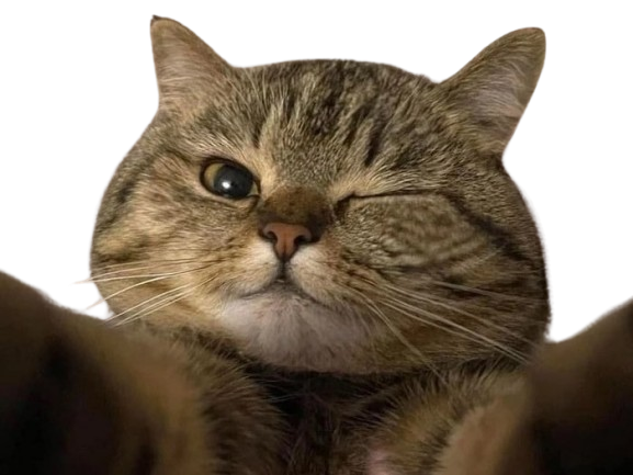 chat cool clindoeil calin