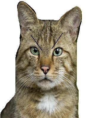 chat deter mepris felin sourcils enerve