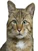 chat-deter-mepris-felin-sourcils-enerve