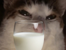 chat-cat-suspect-bizarre-tarax-mignon-milk-lait