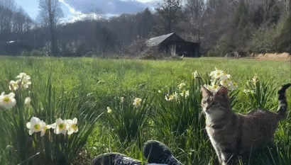 calm chillax repos pause rest nap alpes mountain colline vallee nature board rando valley gato